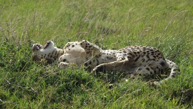 A cheetah relaxing!